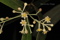 Cinnamomum heyneanum